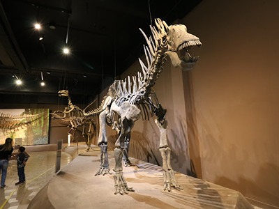Fóssil disposto no museu