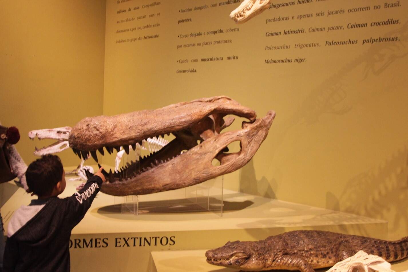 criança interagindo com exposição do museu